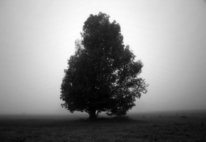 Stromy v krajině - Sám v mlze
