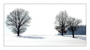 Stromy v krajině - Zimní les