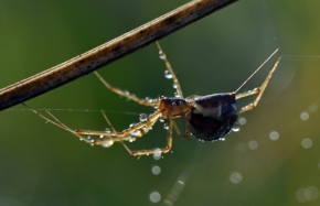 Fotograf roku v přírodě 2016 - Pavouk
