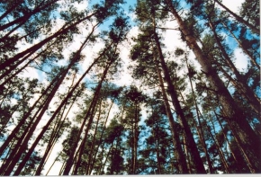Stromy v krajině - Les ve větru