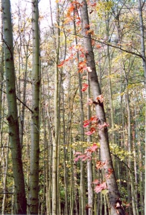 Stromy v krajině - červené listí