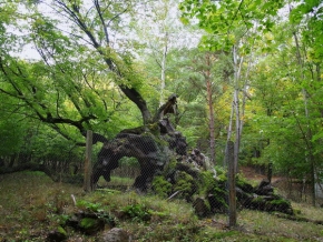 Stromy v krajině - Sešlost  věkem
