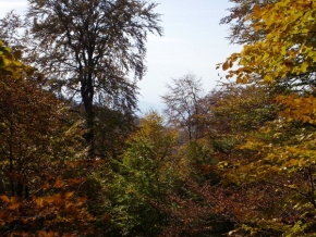 Stromy v krajině - Všechny barvy podzimu