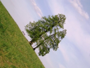 Stromy v krajině - Na šikmé ploše