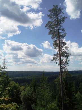 Dalibor Jindra - Stromy v krajině 2
