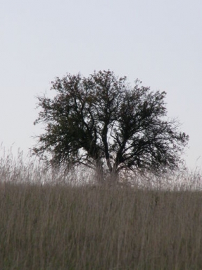 Stromy v krajině - Strom 5