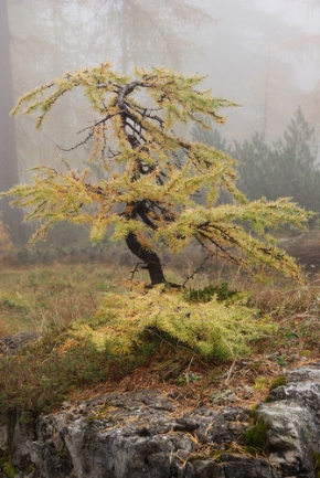 Stromy v krajině - Modřín nad Bären Alm, Totes gebirge