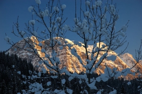 Stromy v krajině - Zimní javor, Totes Gebirge