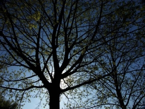 Stromy v krajině - Ve stínu stromu