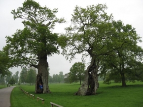 Stromy v krajině - Děd a bába