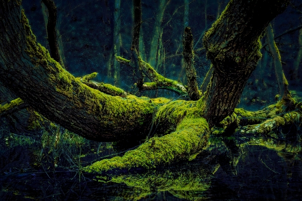 U lesa