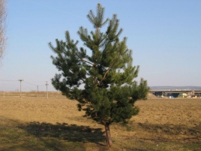 Stromy v krajině - Strom u budované dálnice
