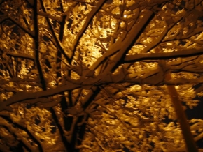 Stromy v krajině - Pod lucernou