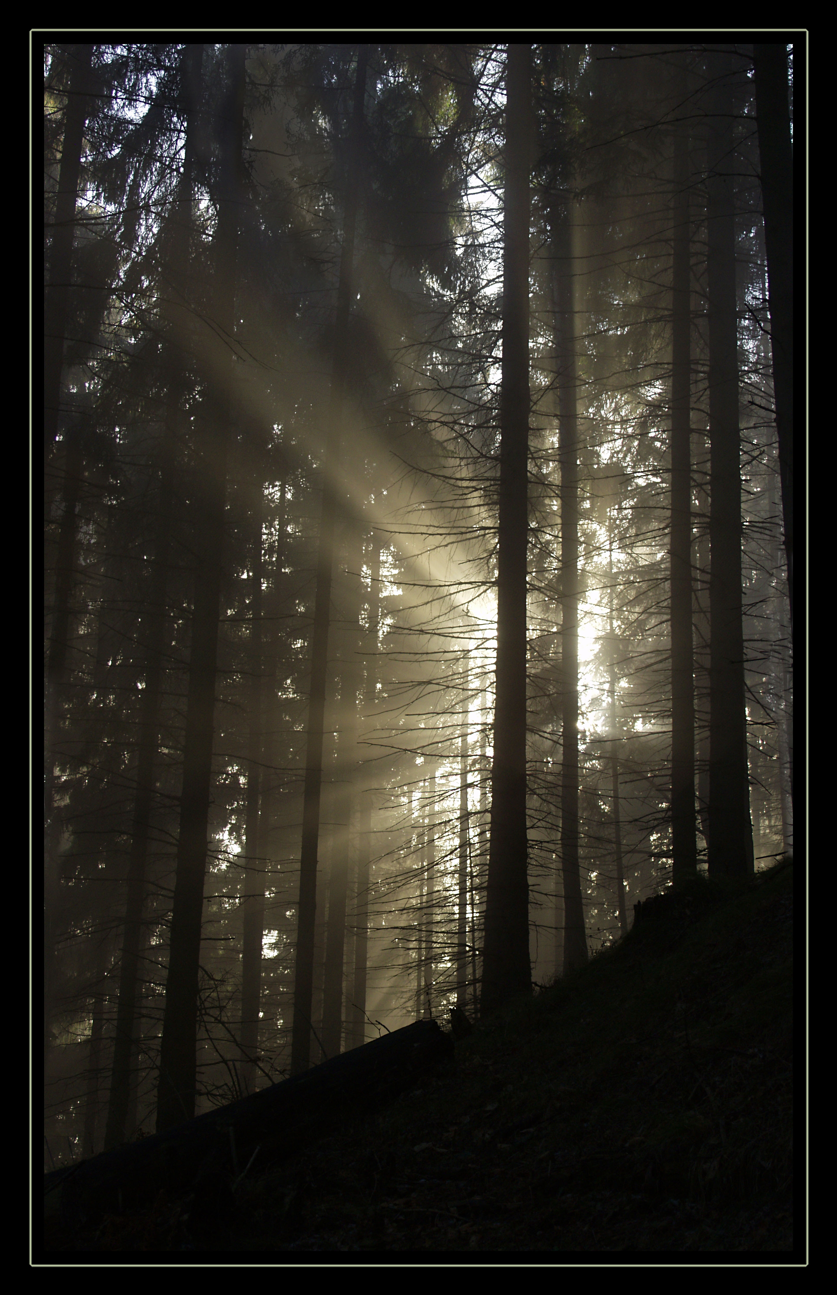 Ráno v lese
