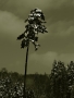 Iva Skulinová -Strom v zimní krajině