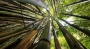 Věra Kuttelvašerová Stuchelová -Bambusový les