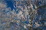 Jana Chumová -Zimní květy