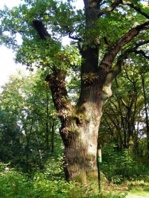 Josef Jirousek - Starý strom