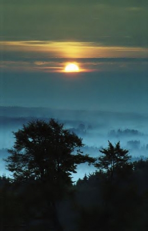 Stromy v krajině - V mlhavém ránu