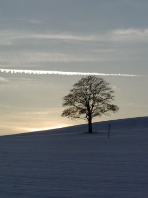 Stromy v krajině - Fotograf roku - junior - Narusitel