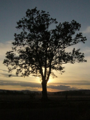 Stromy v krajině - Západ Slunce