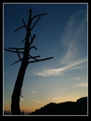 Stromy v krajině - Němá silueta