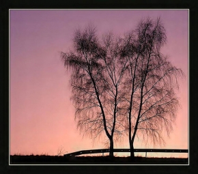 Stromy v krajině - Fotograf roku - junior - Dvojčata...