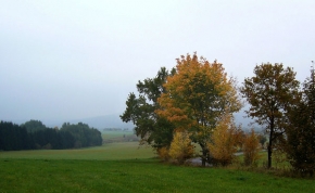 Stromy v krajině - Mlhavé ráno
