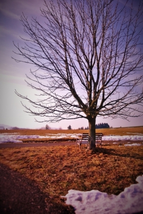 Moje "Magic Hour" v krajině - Fotograf roku - Junior - VIII.kolo - Ke stromu