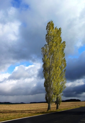 Stromy v krajině - Topoly