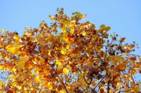 Stromy v krajině - Jesen