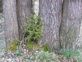 Stromy v krajině - Symbióza aneb pod ochranou větších