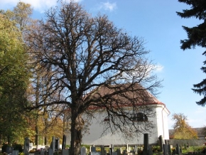 Stromy v krajině - Hrbitov