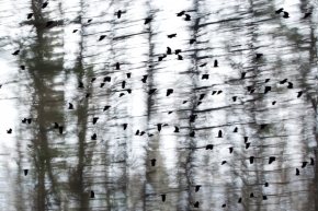 Abstraktní fotografie - Ptáci