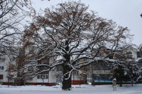 Stromy v krajině - Lipa v zime