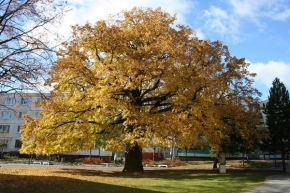 Stromy v krajině - Lipa v jeseni