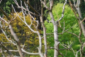 Stromy v krajině - Farebnosť jesene