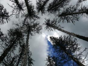 Stromy v krajině - Fotograf roku - junior - Kde řádí kůrovec