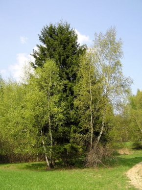 Stromy v krajině - Symetrie přírody