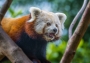 Věra Kuttelvašerová Stuchelová -Panda červená