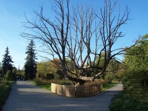 Stromy v krajině - Chráněn na rozcestí