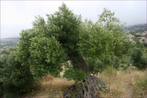 Stromy v krajině - Starý olivovník