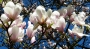 Iva Matulová -pod magnolií