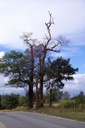 Stromy v krajině - Akát před bouří (2. pohled)
