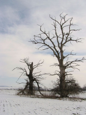 Stromy v krajině - Umírání