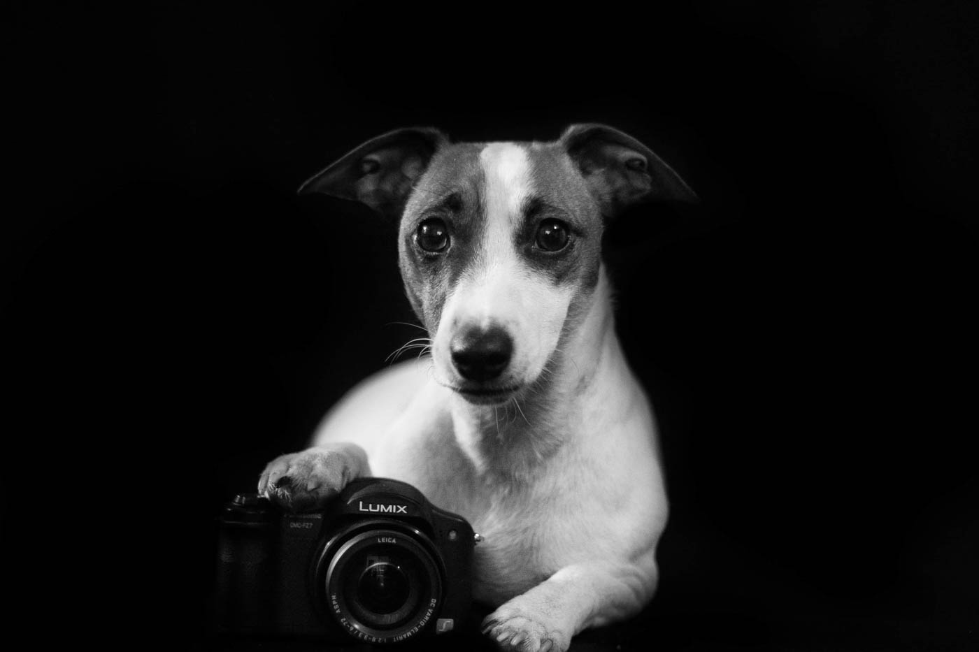 Rozený fotograf