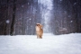 Dorothea Rumanová -Sněžný pes