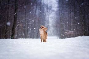 Fotograf roku v přírodě 2016 - Sněžný pes