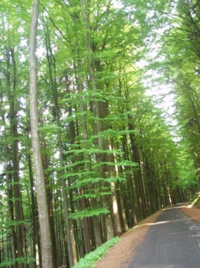 Stromy v krajině - Cesta od Černého jezera