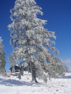 Stromy v krajině - Zimní nádhera